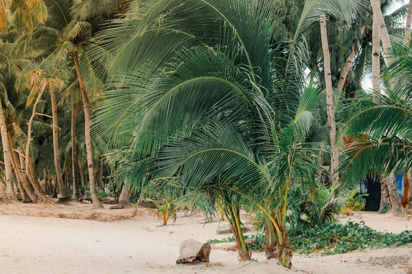 Introduction au Karaté pour les débutants